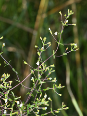 Omphalotrix longipes