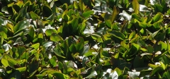 Potamogeton polygonifolius image
