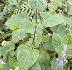 Ageratum houstonianum image