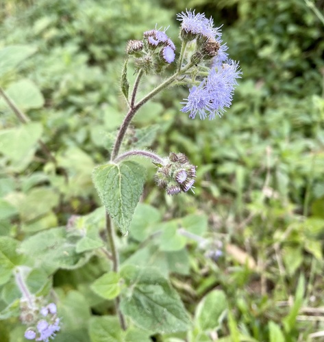 Ageratum image