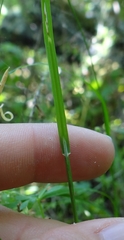 Melica torreyana