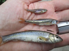 Notropis chiliticus