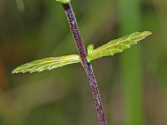 Omphalotrix longipes