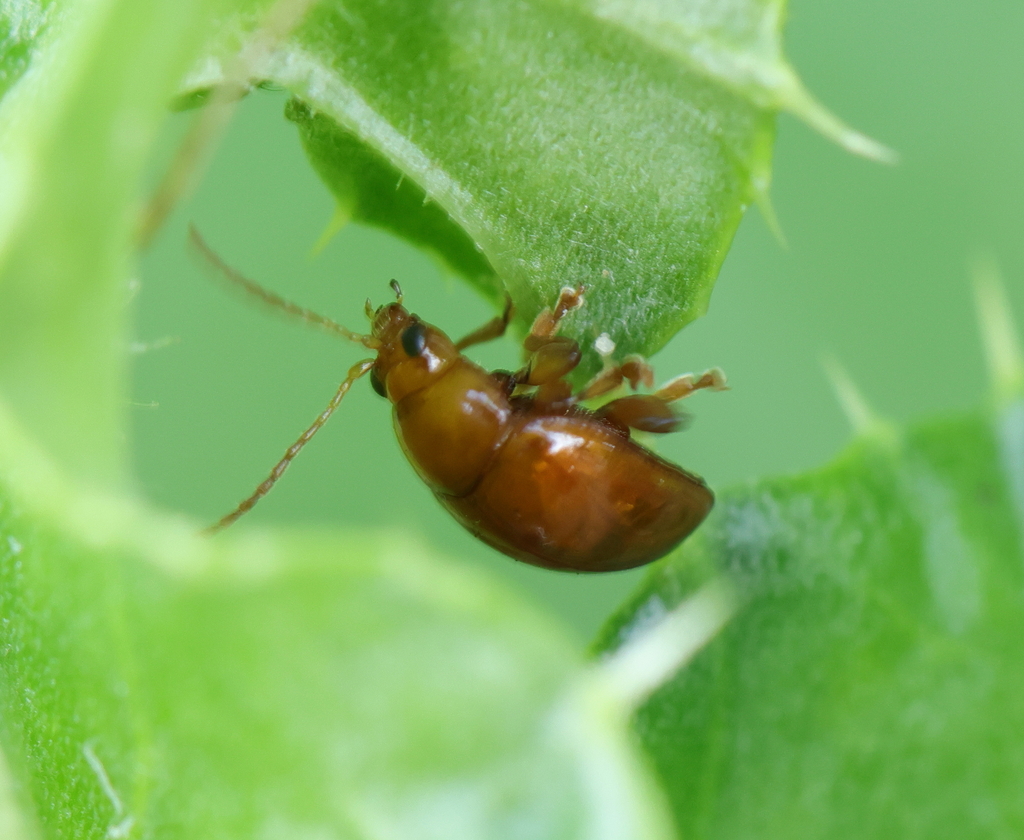 Sphaeroderma from 76940 Heurteauville, France on August 25, 2023 at 03