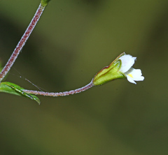 Omphalotrix longipes