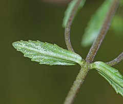 Omphalotrix longipes