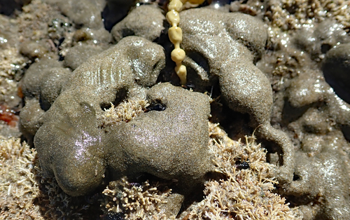Cladophora albida observed 2019-02-08