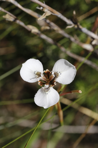 Image of Moraea tricuspidata by (c) Karen Eichholz, some rights reserved (CC BY)