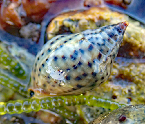 Cominella maculosa