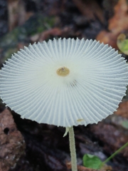 Leucocoprinus fragilissimus image