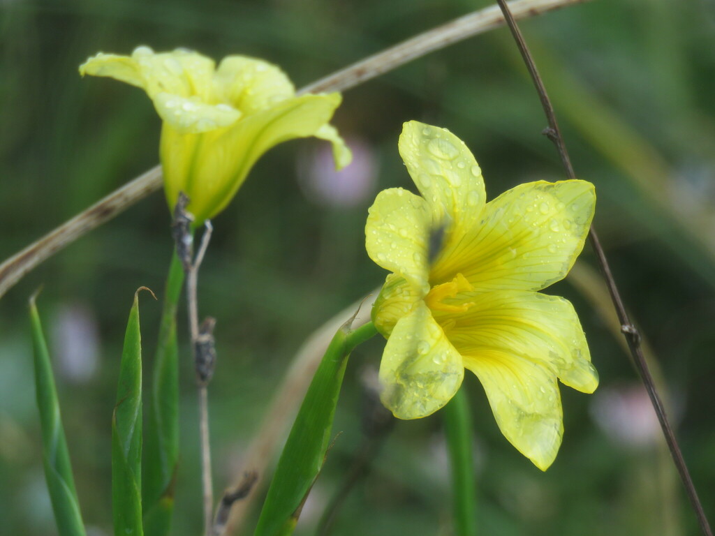 Apricot Tulp From Bracken Nr E Part Of Loop On August At