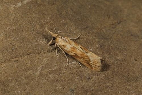 Bradyrrhoa luteola