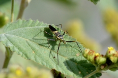 Zelus armillatus