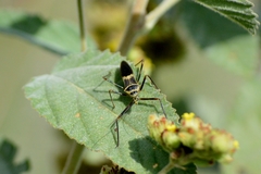 Zelus armillatus