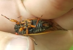 Magicicada cassinii