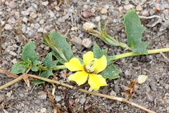 Goodenia glabra