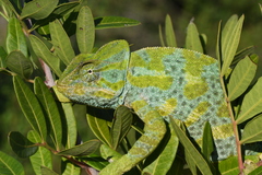 African Chameleon photo 2