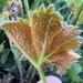 Lady's Mantle Rust - Photo (c) Claudia Pogoreutz, some rights reserved (CC BY-NC), uploaded by Claudia Pogoreutz