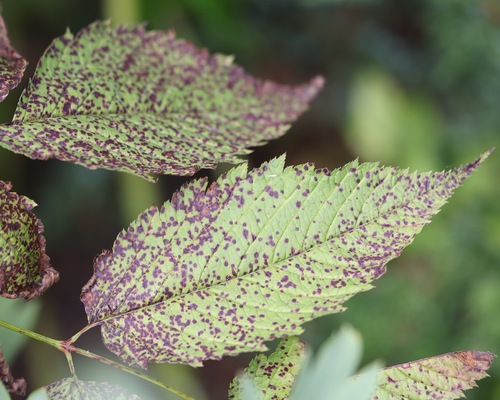 Blumeriella kerriae observed 2023-08-26