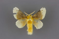 Megalopyge bissesa