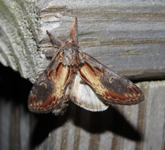 Notodonta scitipennis