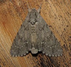Acronicta americana