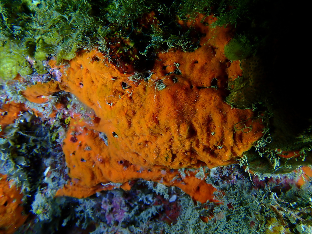 Clathria bulbotoxa