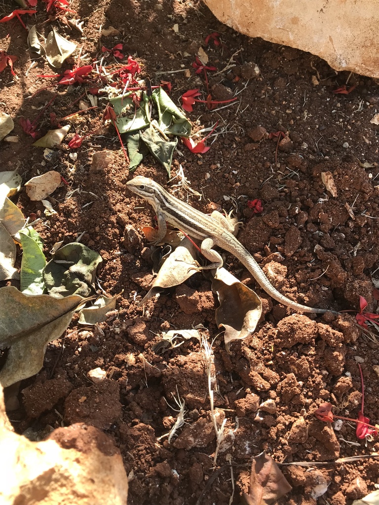 Cabo Corrientes Curlytail Lizard