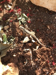 Leiocephalus stictigaster