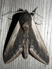 Sphinx drupiferarum