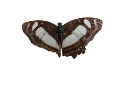 Metamorpha elissa