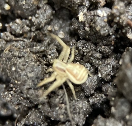 Swamp Crab Spider, Nobelweg, Amsterdam, North Holland, NL, photo 7 of 10