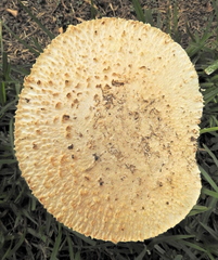 Saproamanita foetidissima