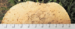 Saproamanita foetidissima