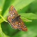 Asian Fritillary - Photo (c) Claude Dopagne, some rights reserved (CC BY-NC-ND)