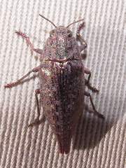 Dicerca caudata