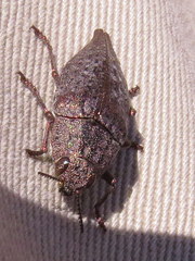 Dicerca caudata
