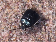 Sehirus cinctus albonotatus