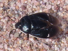 Sehirus cinctus albonotatus