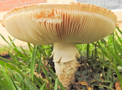 Saproamanita foetidissima