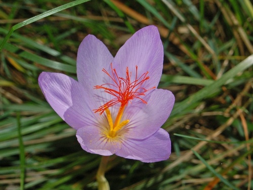 Crocus ligusticus Mariotti