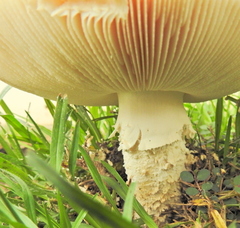 Saproamanita foetidissima