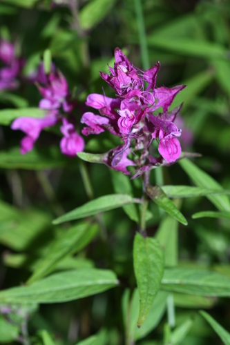 Melampyrum setaceum