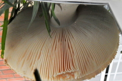 Saproamanita foetidissima