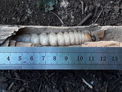 Acanthinodera cumingii