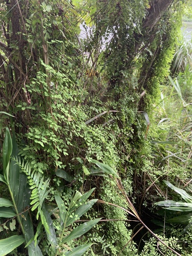 Lygodium microphyllum iNat (1)