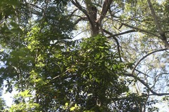 Flindersia schottiana