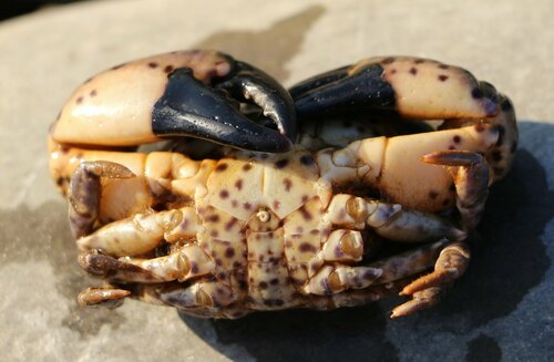 jaguar round crab, Юж. р-н, Новороссийск, Краснодарский край, Россия, photo 9 of 10