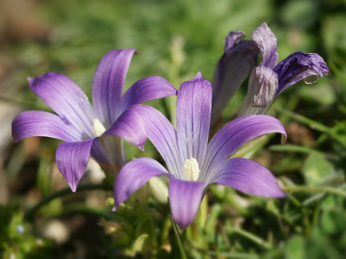 Liguriëromulea (Romulea ligustica)