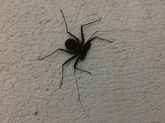 Phrynus operculatus